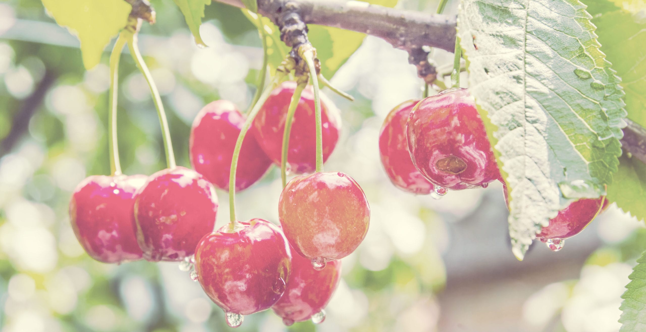 Cherry tree branch